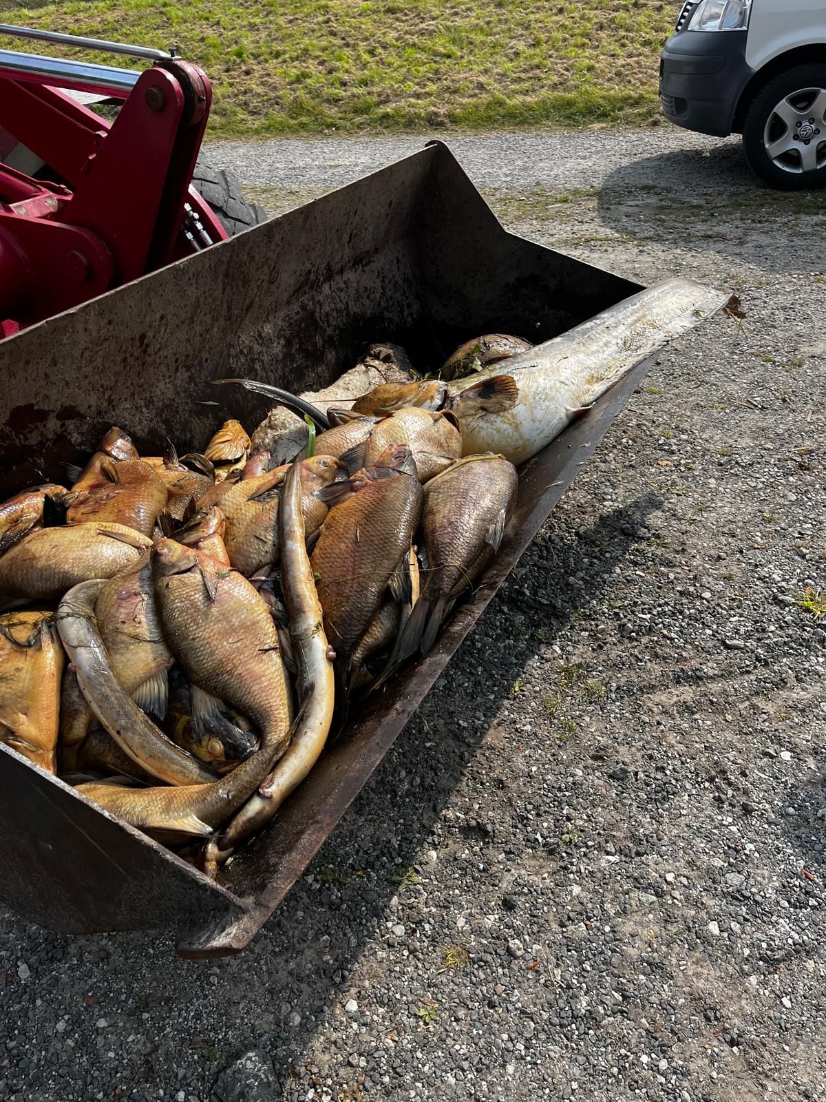 Fischsterben-9.jpeg